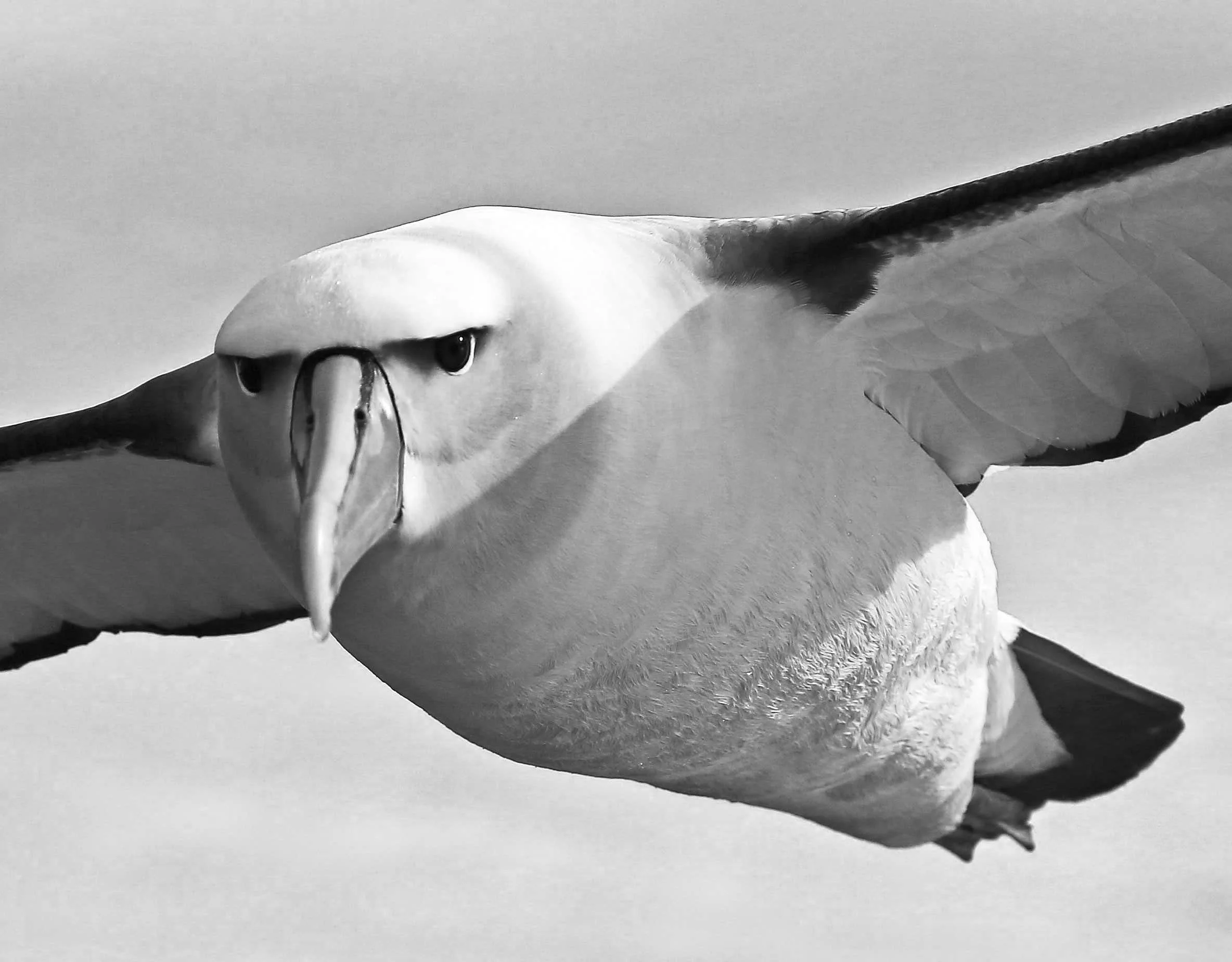Close-up of an albatross in flight