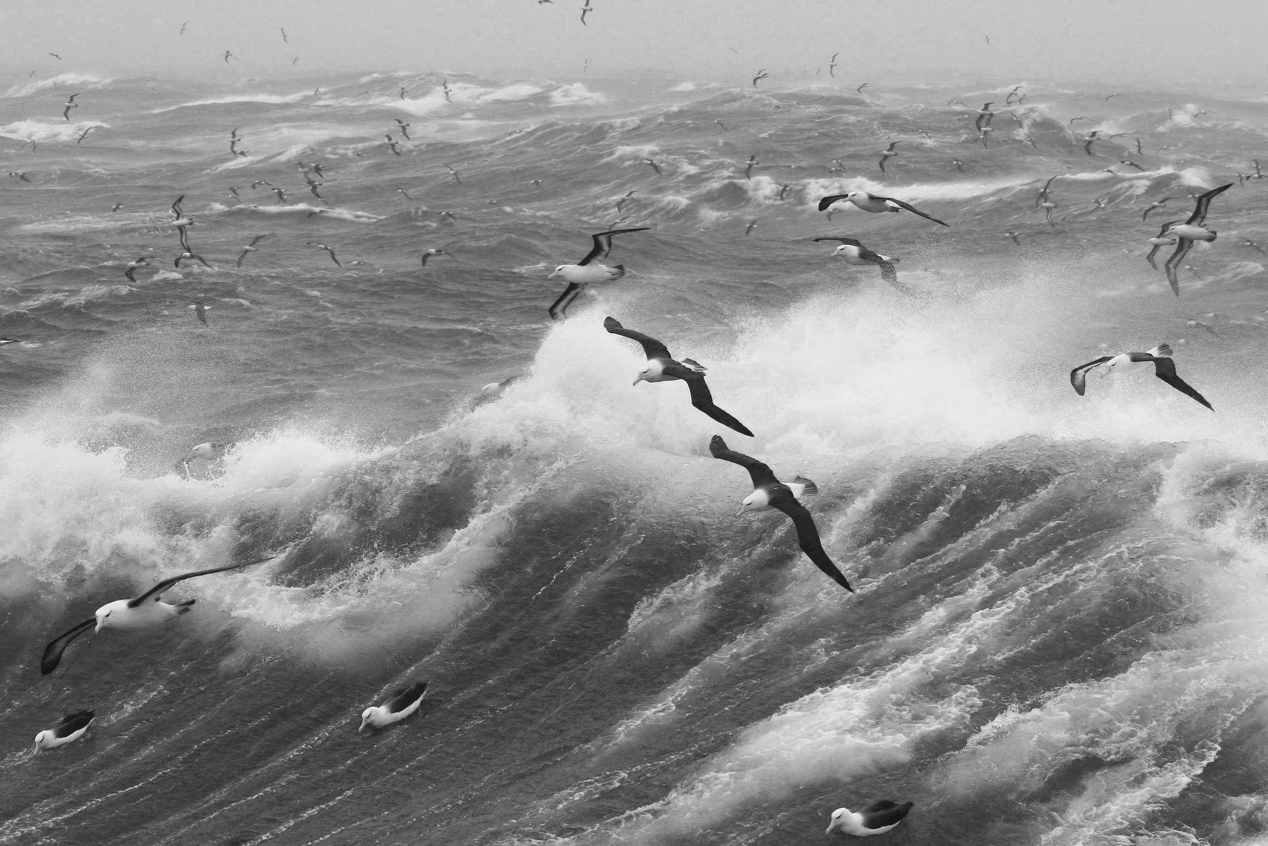 Flock of albatrosses flying over stormy seas