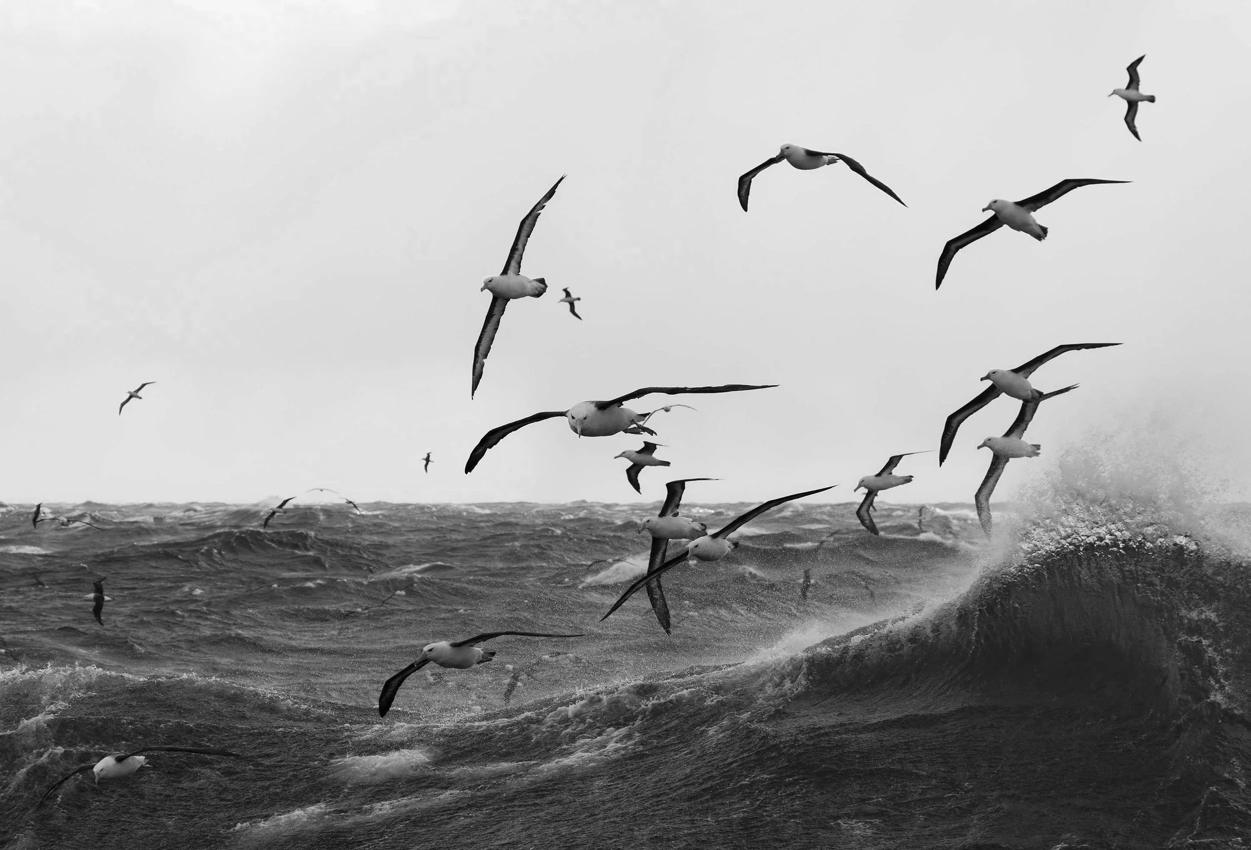 Albatrosses skimming above breaking waves