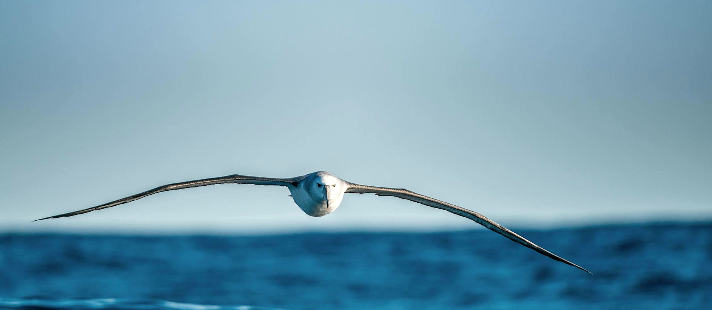 Wandering albatross gliding low over the open ocean